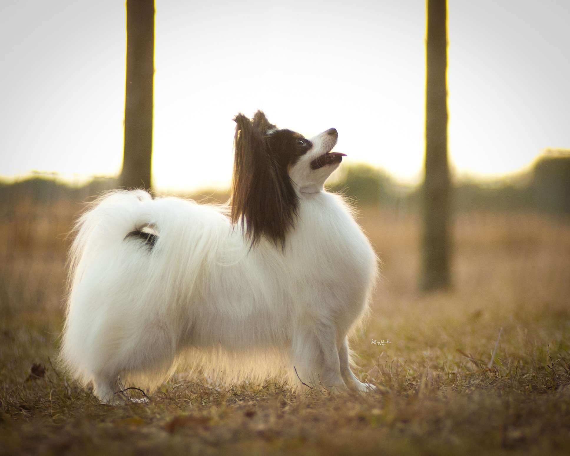 Our Dogs