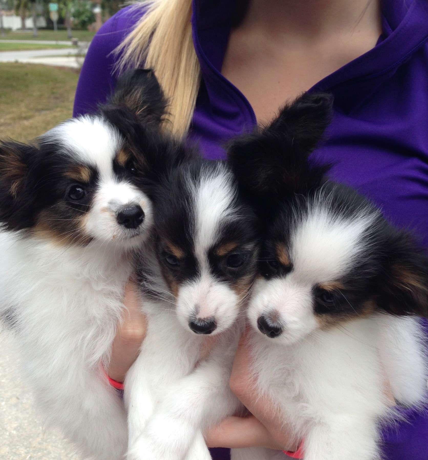 Puppies