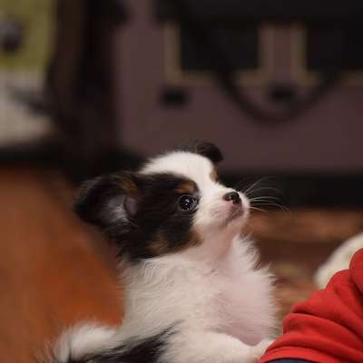 November litter planned!